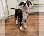 Small #4 American Pit Bull Terrier-Border Collie Mix