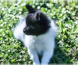 Papillon Puppy for sale in FULTON, MO, USA