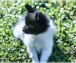 Image preview for Ad Listing. Nickname: Shasta