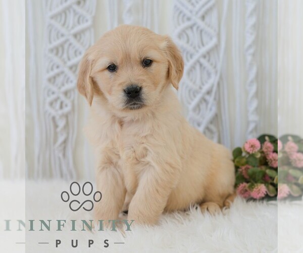 Medium Photo #5 Golden Retriever Puppy For Sale in NEWPORT, PA, USA