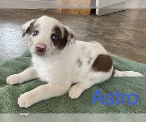 Australian Shepherd Puppy for sale in SURPRISE, NE, USA