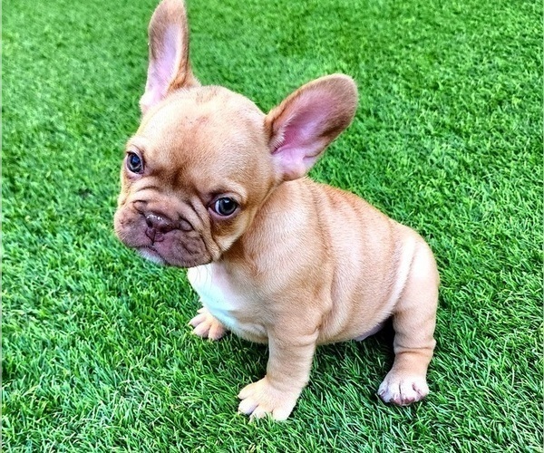 Medium Photo #6 French Bulldog Puppy For Sale in LAS VEGAS, NV, USA