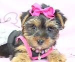Small Photo #3 Yorkshire Terrier Puppy For Sale in LAS VEGAS, NV, USA
