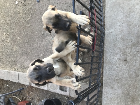 Medium Photo #1 Mastiff Puppy For Sale in AMARILLO, TX, USA