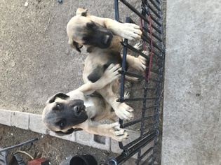 Mastiff Puppy for sale in AMARILLO, TX, USA