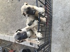 Small Photo #1 Mastiff Puppy For Sale in AMARILLO, TX, USA
