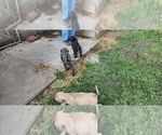 Small Photo #6 Mastiff Puppy For Sale in PARIS, IL, USA