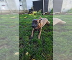 Small #1 Mutt