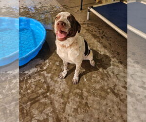 Mutt Dogs for adoption in El Centro, CA, USA