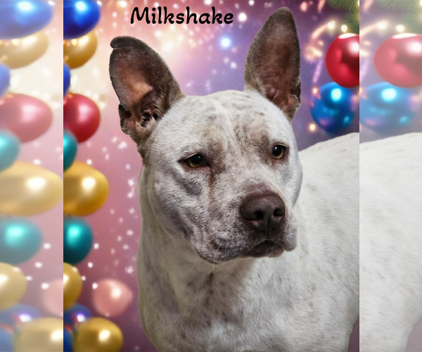 Medium Photo #2 American Pit Bull Terrier-Dalmatian Mix Puppy For Sale in Phelan, CA, USA