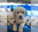 Small #9 Labrador Retriever