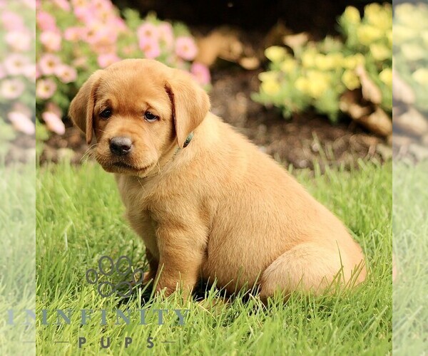 Medium Photo #4 Labrador Retriever Puppy For Sale in RONKS, PA, USA