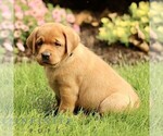 Small #3 Labrador Retriever