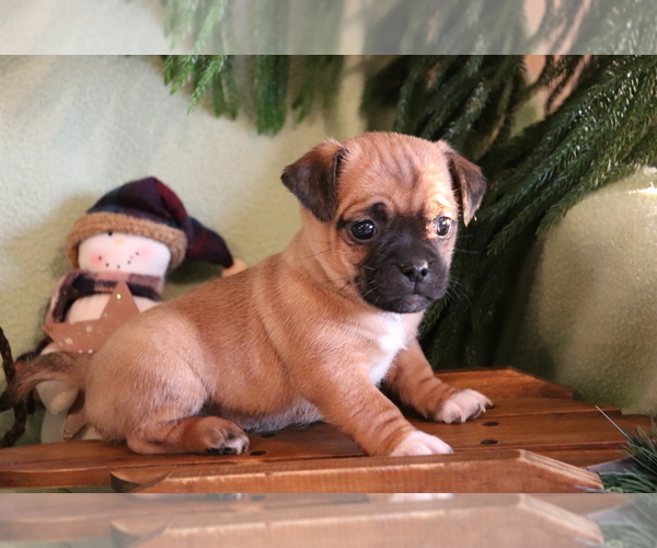 Medium Photo #4 Jug Puppy For Sale in SHILOH, OH, USA