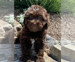 Small Photo #5 Lhasa Apso-Poodle (Toy) Mix Puppy For Sale in CANOGA, NY, USA