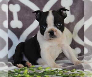 Boston Terrier Puppy for sale in NEW HOLLAND, PA, USA