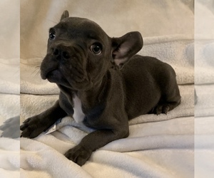 French Bulldog Puppy for sale in JOHNS ISLAND, SC, USA