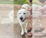 Small #1 Great Pyrenees