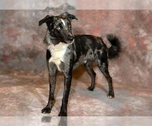 Australian Shepherd Dogs for adoption in West Valley, UT, USA