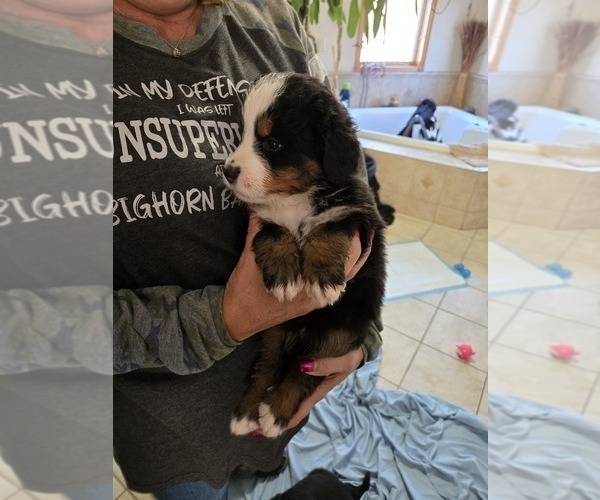 Medium Photo #9 Bernese Mountain Dog Puppy For Sale in BEAVER DAM, WI, USA