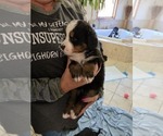 Small #8 Bernese Mountain Dog