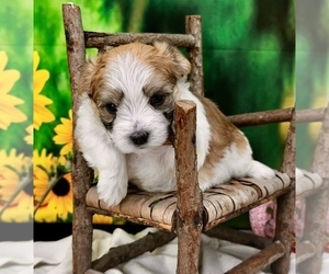 Chesapeake Bay Retriever Puppy for sale in CASSVILLE, MO, USA