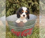 Small #2 Cavalier King Charles Spaniel-Miniature Bernedoodle Mix