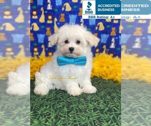 Maltipoo Puppy for sale in WINNSBORO, LA, USA