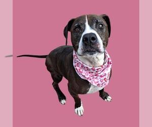 Mutt Dogs for adoption in Bakersfield, CA, USA