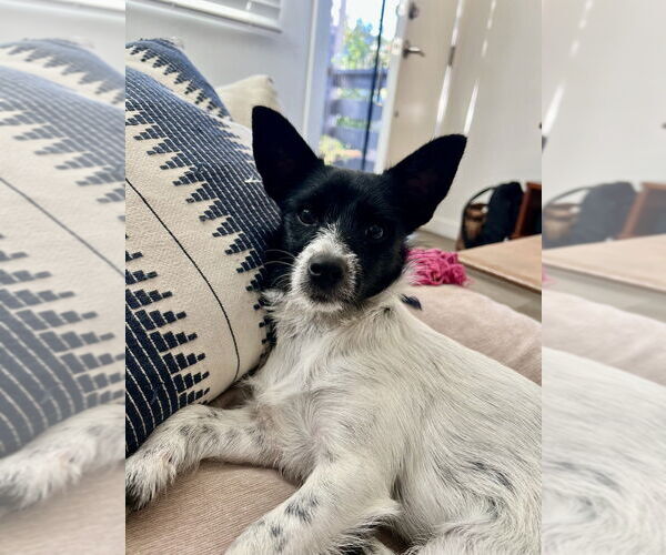 Medium Photo #1 Chihuahua-Unknown Mix Puppy For Sale in San Diego, CA, USA