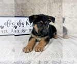 Small #7 German Shepherd Dog