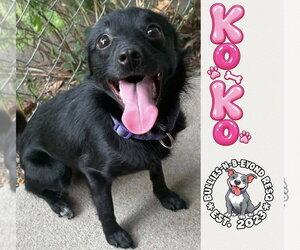 Australian Shepherd-Schipperke Mix Dogs for adoption in Omaha, NE, USA