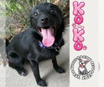 Small Australian Shepherd-Schipperke Mix