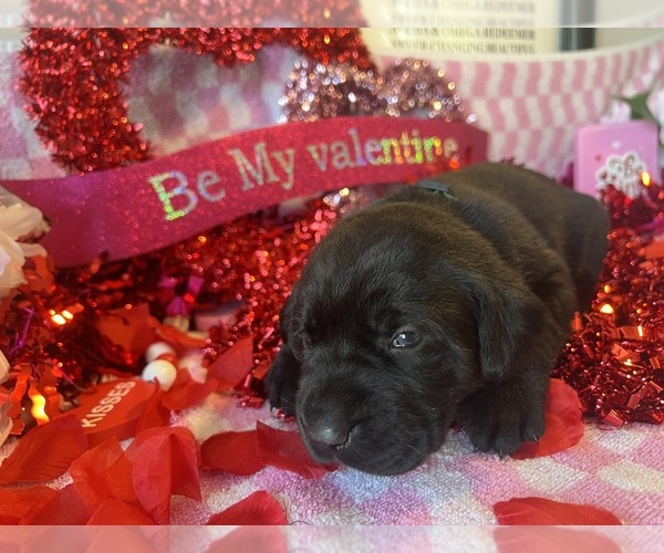 Medium Photo #1 Labrador Retriever Puppy For Sale in CLEVELAND, TN, USA