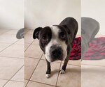 Small #2 Mutt
