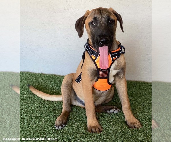 Medium Photo #6 Black Mouth Cur-Unknown Mix Puppy For Sale in San Diego, CA, USA