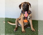 Small #5 Black Mouth Cur Mix