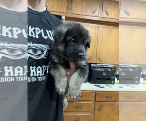 German Shepherd Dog Puppy for sale in GILMER, TX, USA