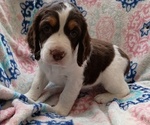 Small Photo #1 English Springer Spaniel Puppy For Sale in BROOKSVILLE, FL, USA