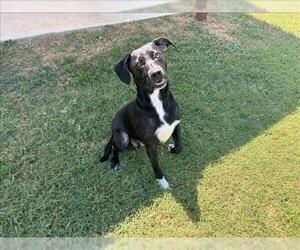 Labrador Retriever-Unknown Mix Dogs for adoption in Grovetown, GA, USA