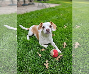 Beagle-Unknown Mix Dogs for adoption in Genesee, WI, USA