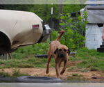 Small #17 Fila Brasileiro-Great Dane Mix