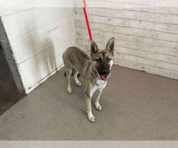 Medium Photo #1 German Shepherd Dog-Unknown Mix Puppy For Sale in San Bernardino, CA, USA