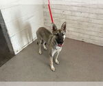 Small German Shepherd Dog Mix