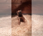 Small Photo #18 Malinois Puppy For Sale in ALSIP, IL, USA