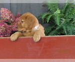 Queenie - Female Golden Retriever Puppy for Sale - Photo #2