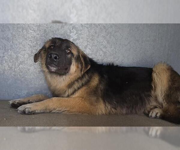 Medium Photo #1 German Shepherd Dog Puppy For Sale in HESPERIA, CA, USA