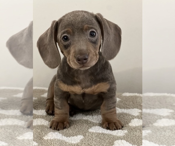 Full screen Photo #1 Dachshund Puppy For Sale in BEECH GROVE, IN, USA