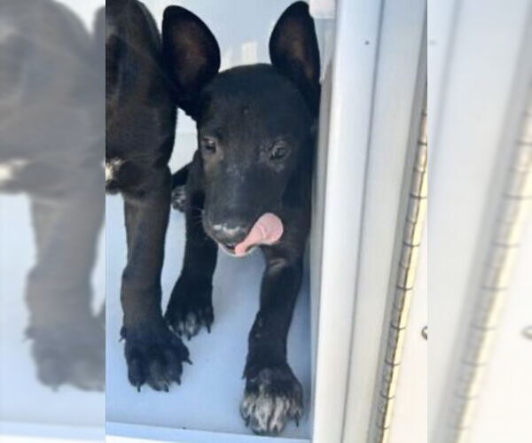 Medium Photo #2 Labrador Retriever-Unknown Mix Puppy For Sale in Houston, TX, USA