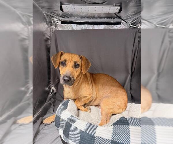 Medium Photo #1 Chiweenie Puppy For Sale in Grovetown, GA, USA